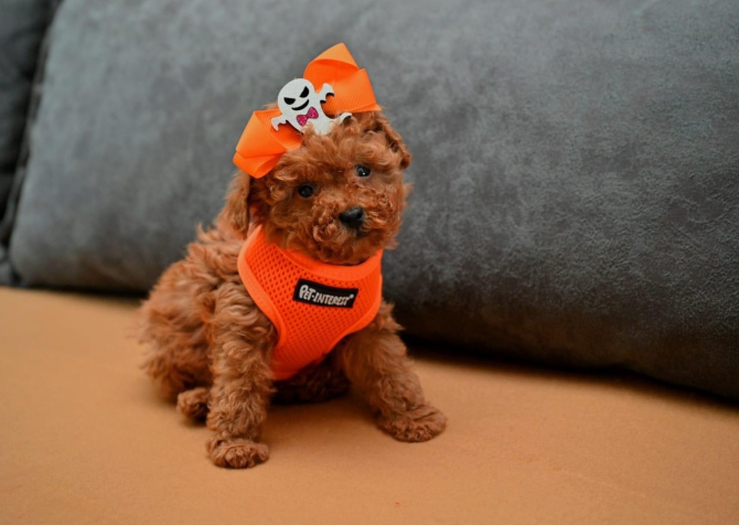 Korekan toy poodle yavrularımız